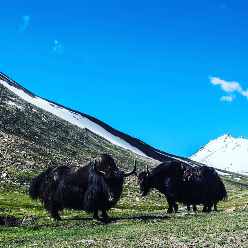 ZHE Ladakh